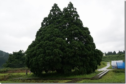 トトロの木「小杉の大杉」