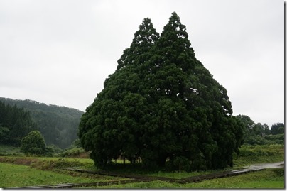 トトロの木「小杉の大杉」
