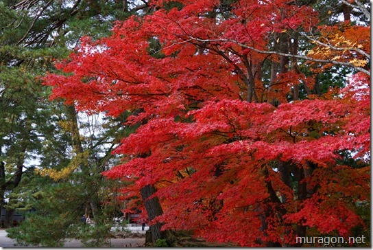 毛越寺の紅葉＝美しい浄土庭園と紅葉＝