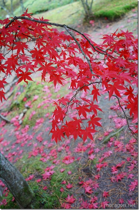 毛越寺の紅葉＝美しい浄土庭園と紅葉＝